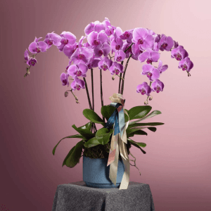 Endearing Warmth | Potted Phalaenopsis - https://beato.com.sg/product/endearing-warmth-potted-phalaenopsis/